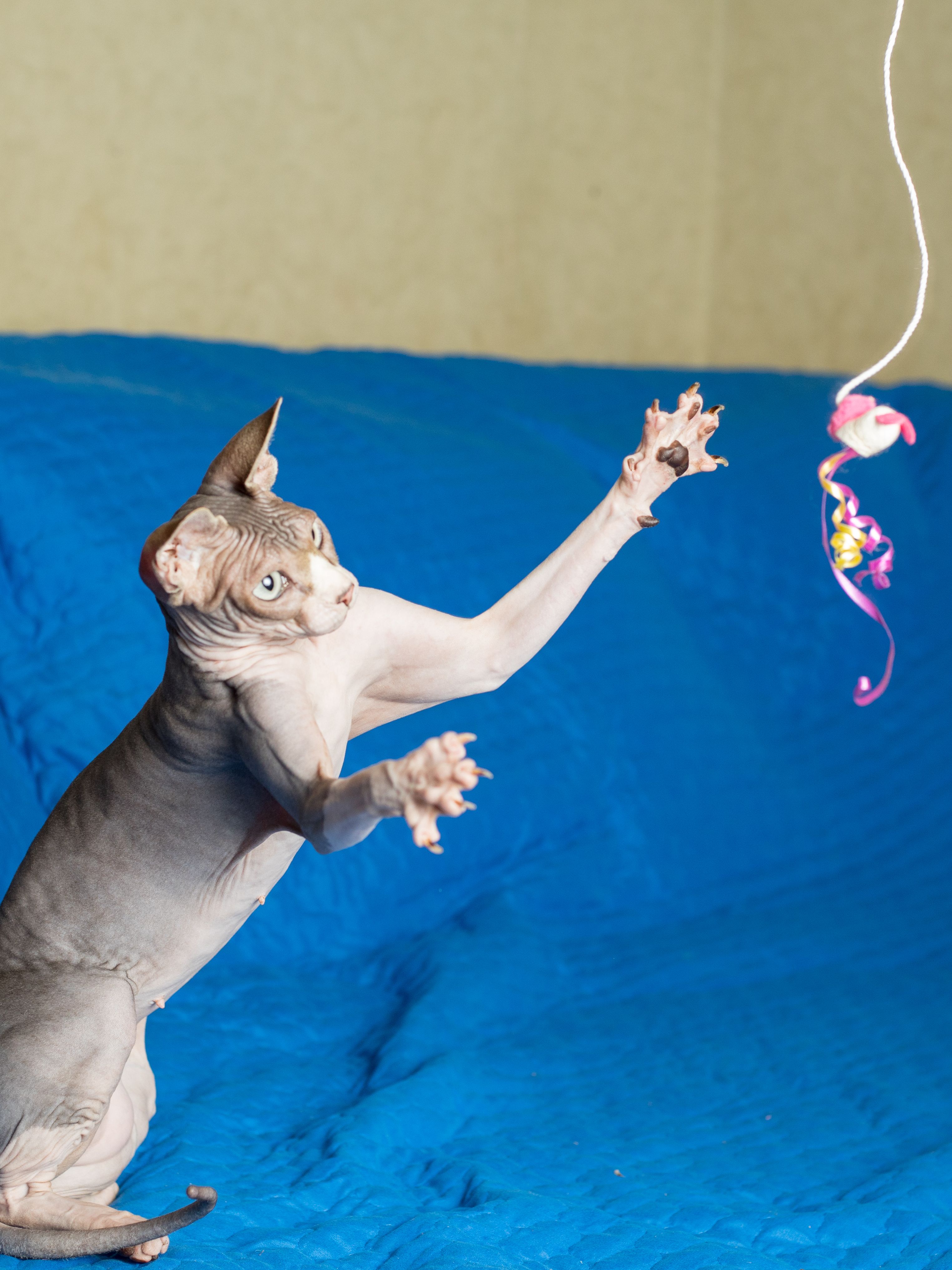 Product CTTR844658 photo 3