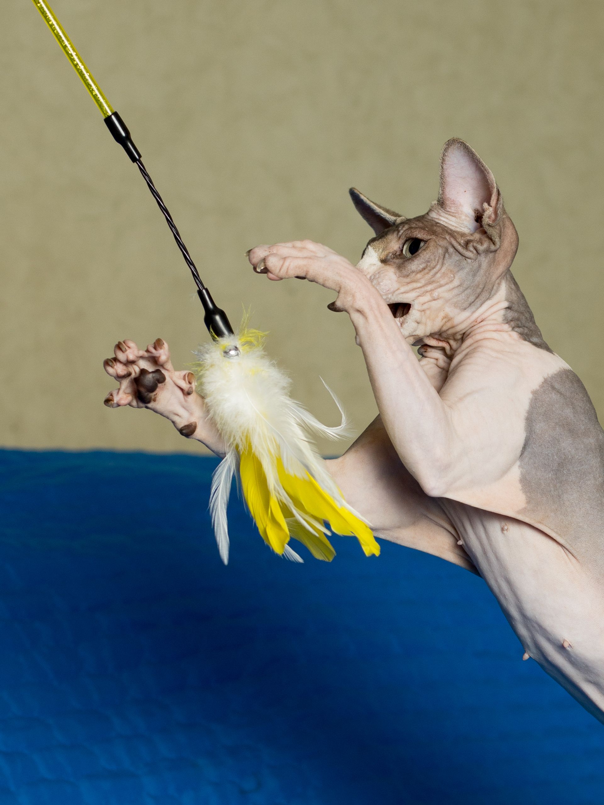 Product CTTR844788 photo 10