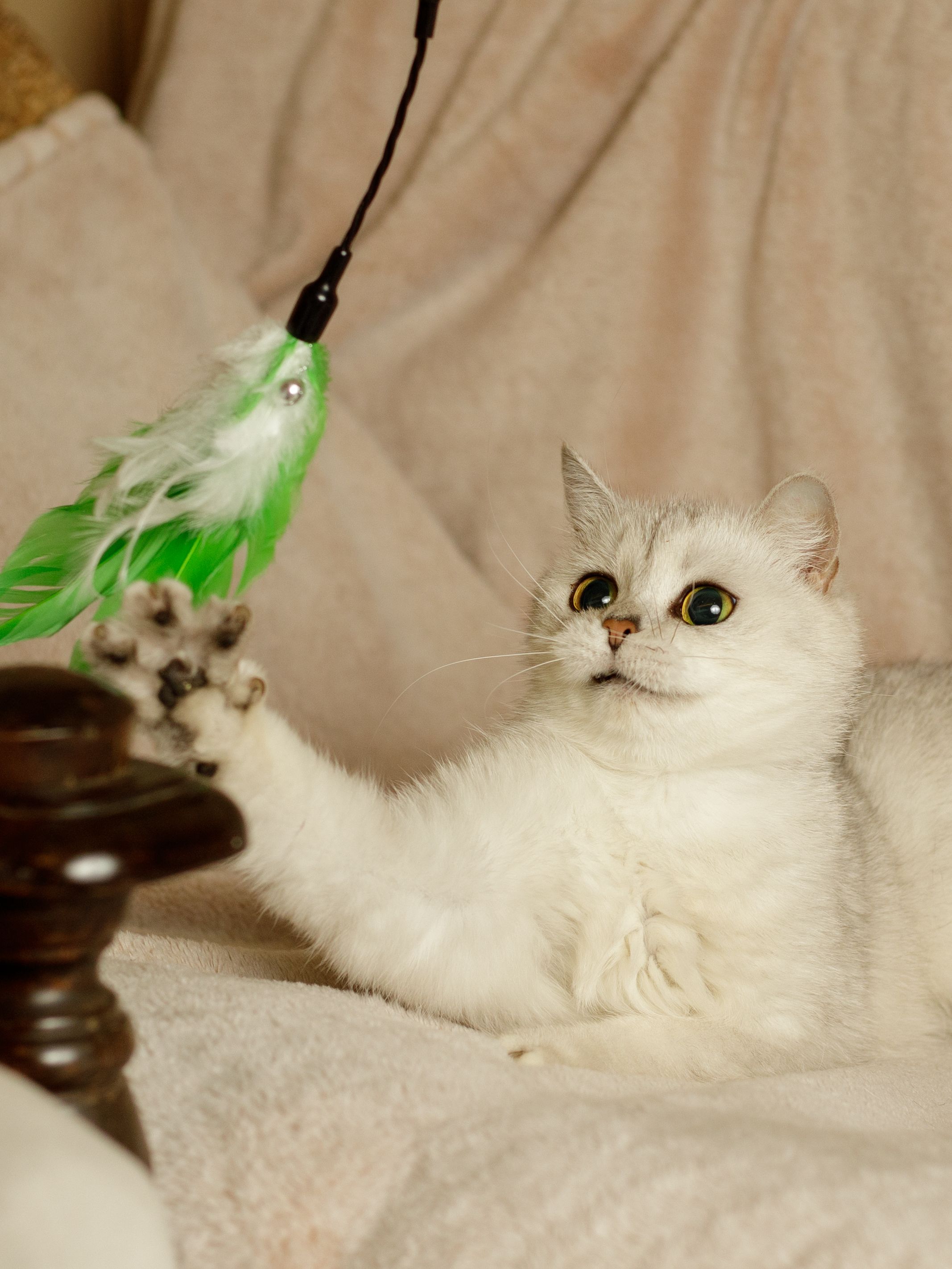 Product CTTR844788 photo 18