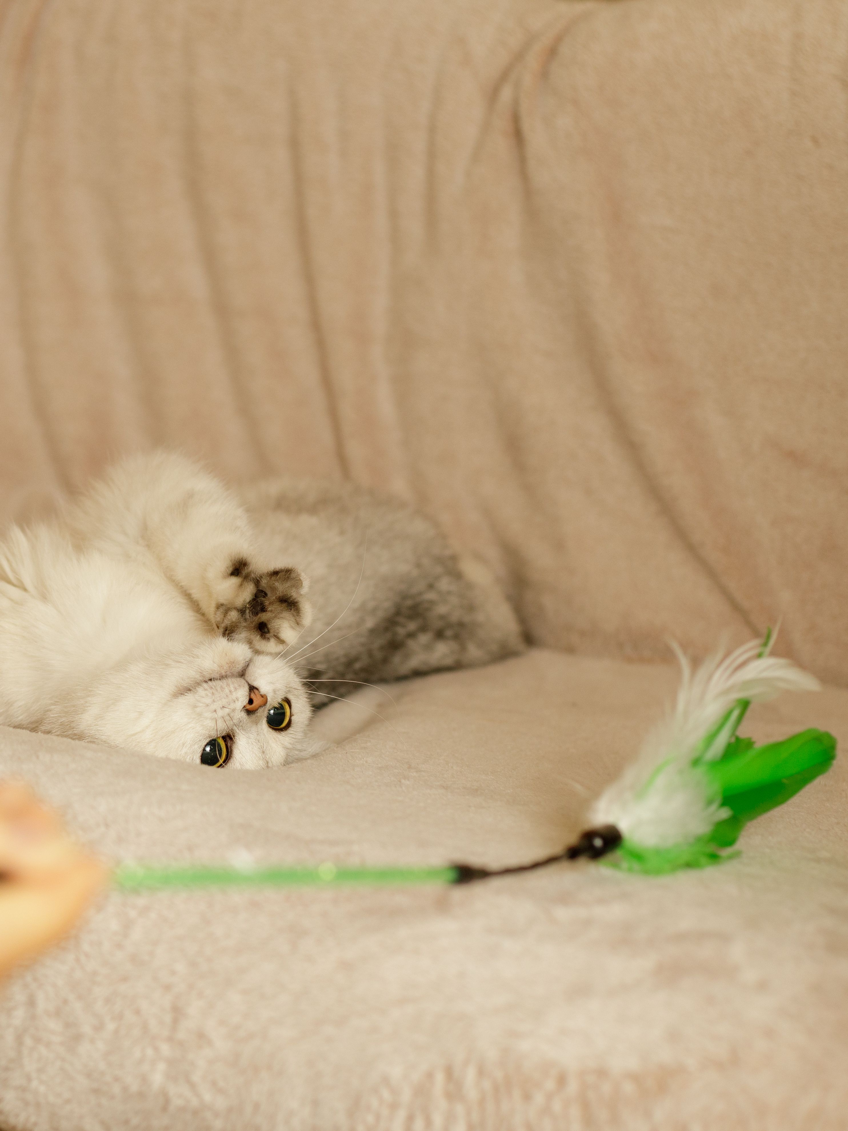 Product CTTR844788 photo 2