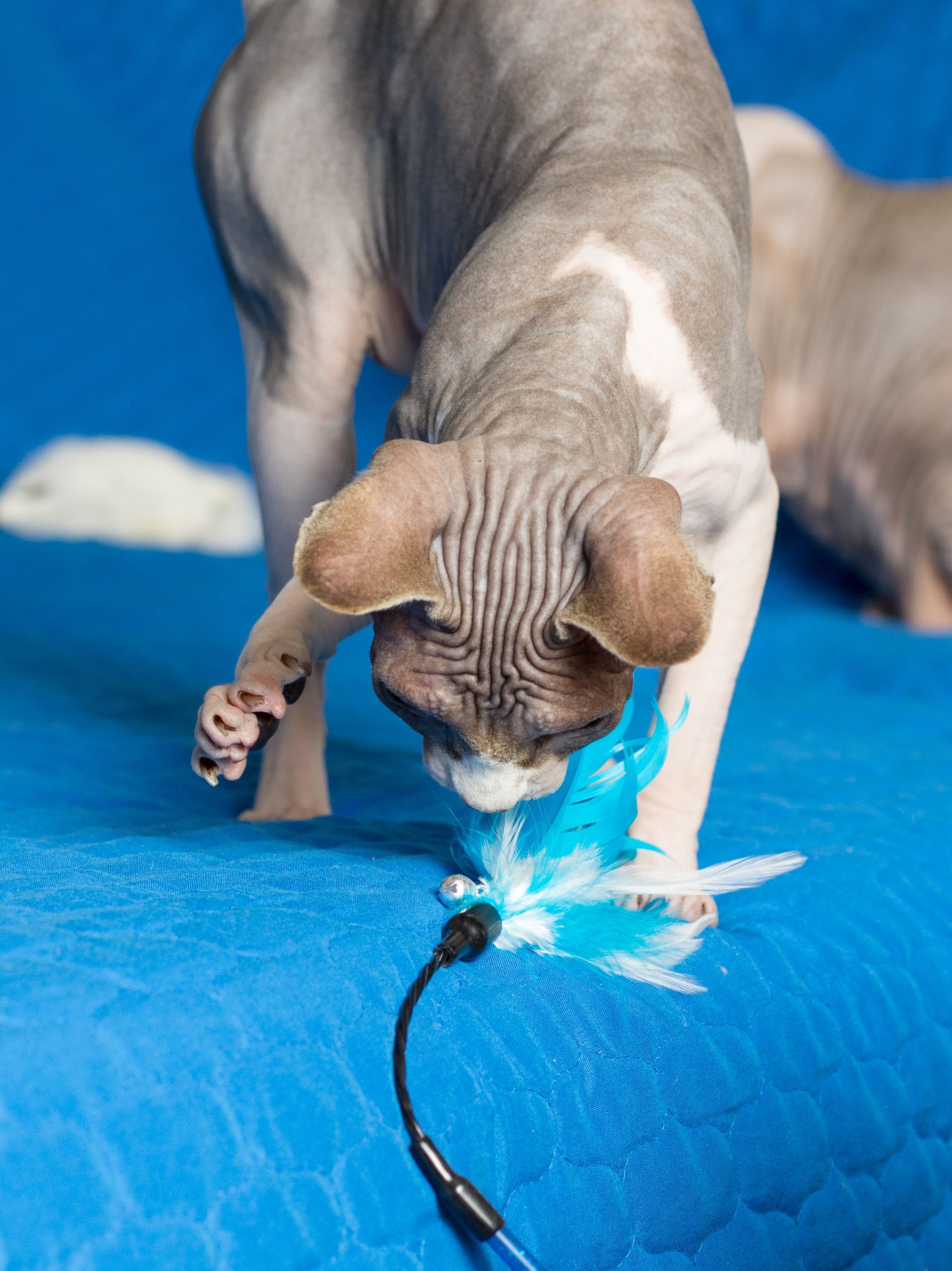 Product CTTR844788 photo 4