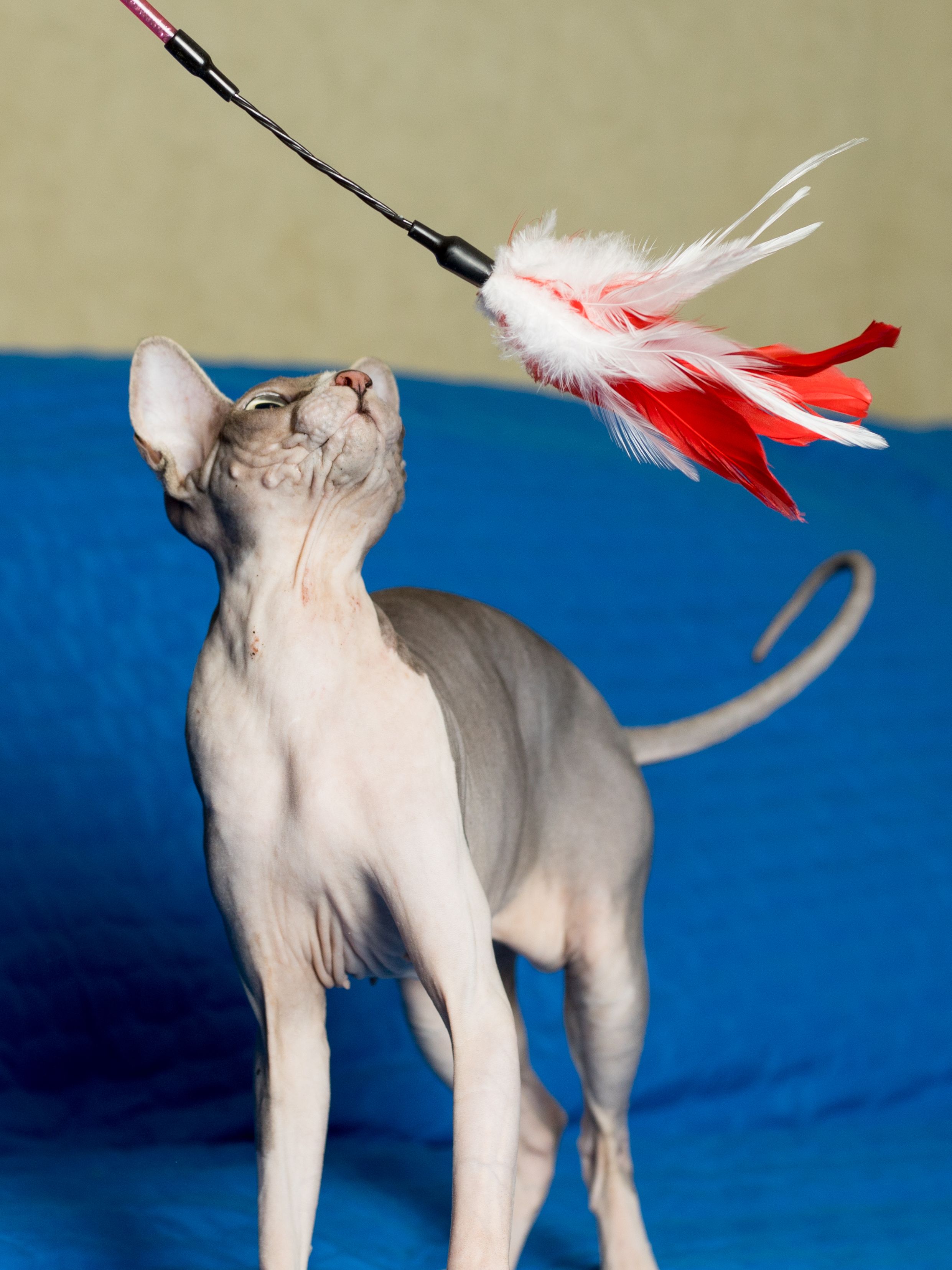 Product CTTR844788 photo 5