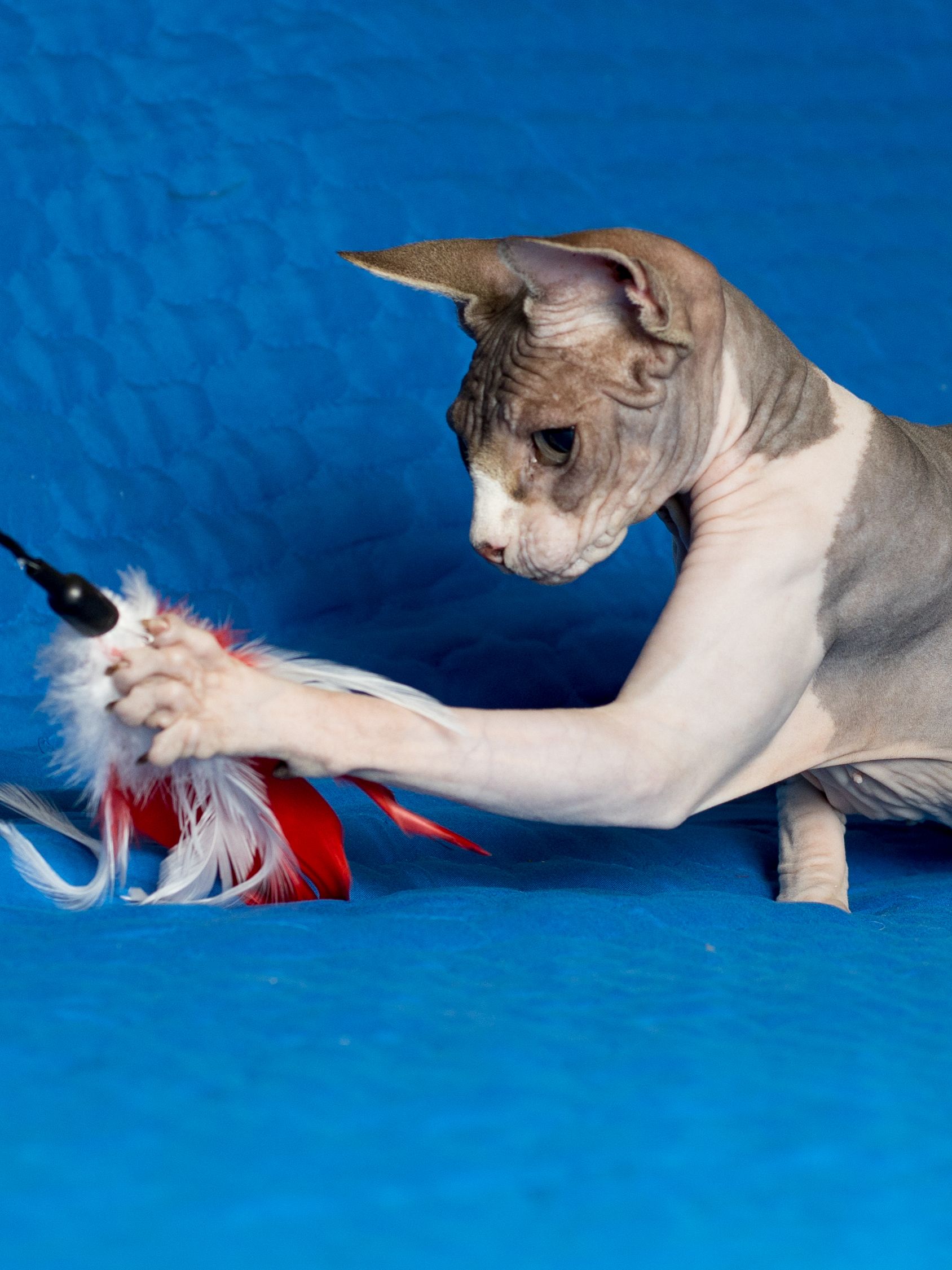 Product CTTR844788 photo 6