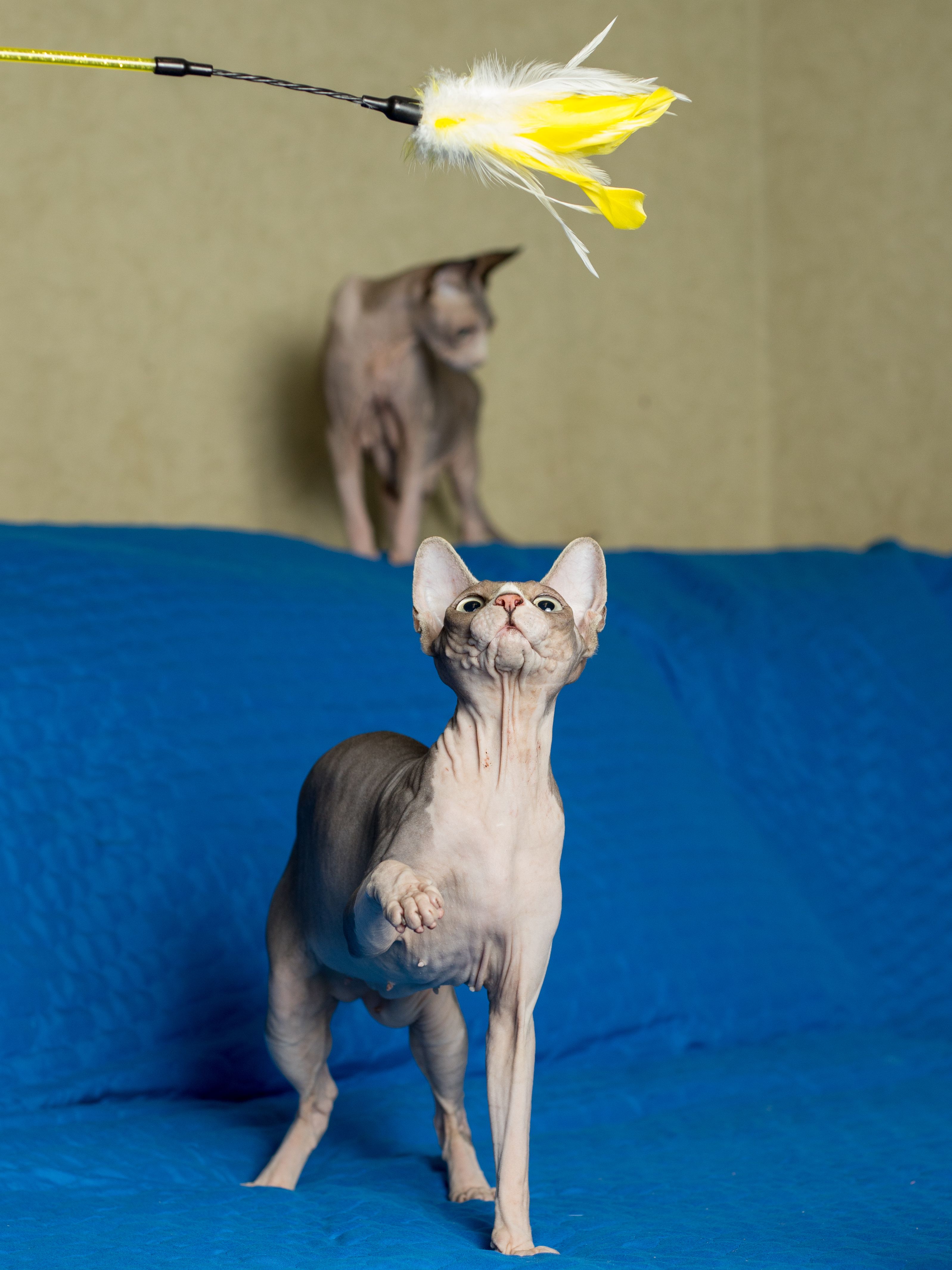 Product CTTR844788 photo 8