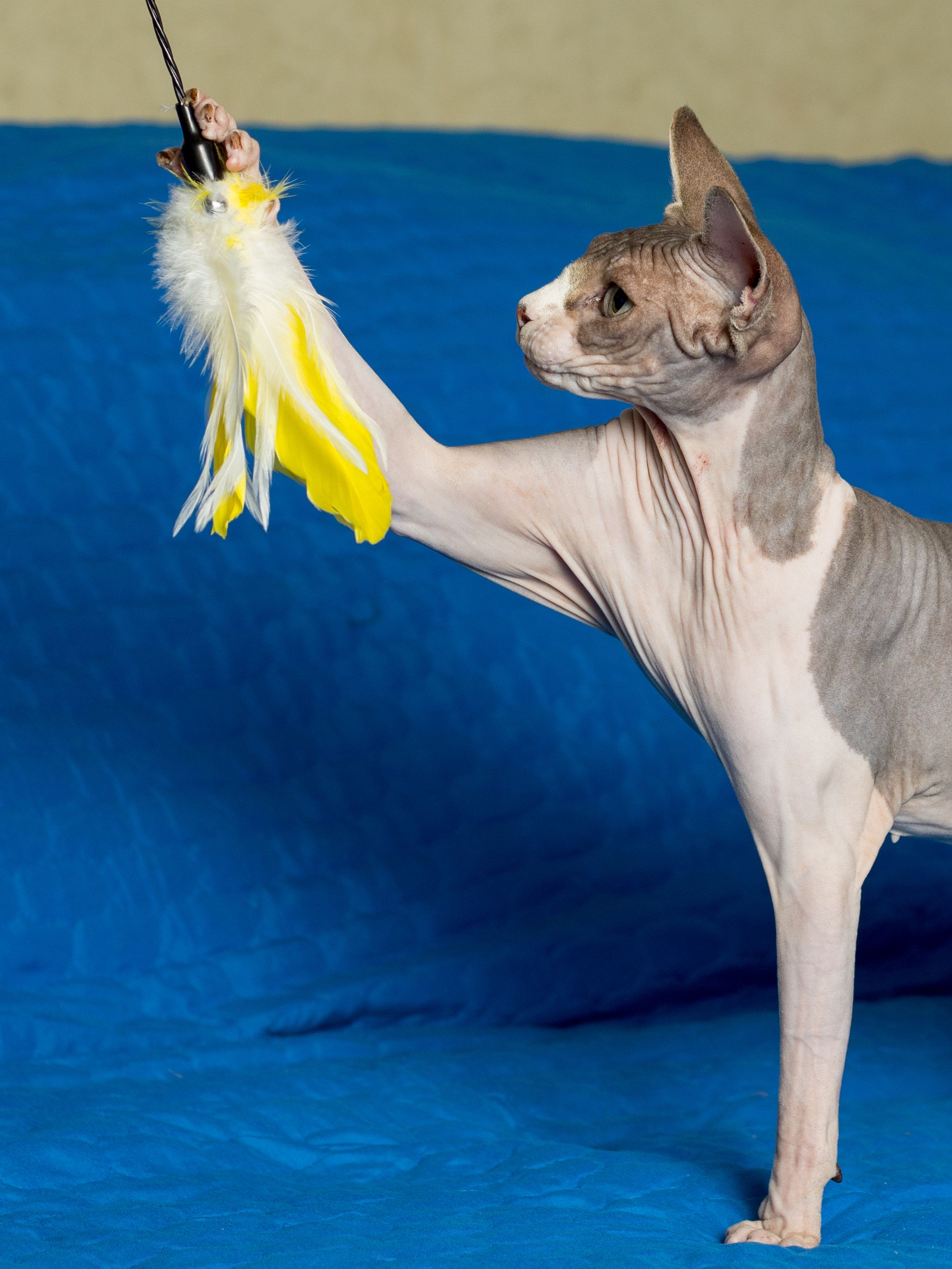 Product CTTR844788 photo 9