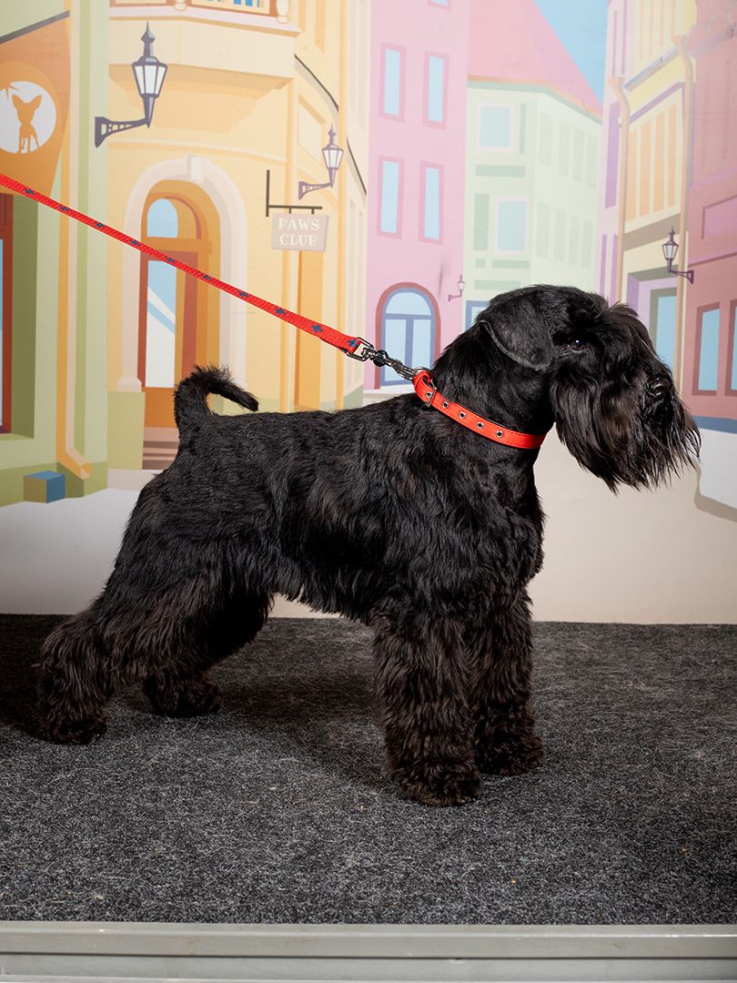 Product DAC0613727 photo 2