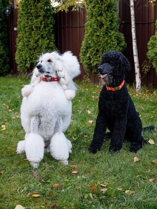 Produkt DAC0682761 Bild 2