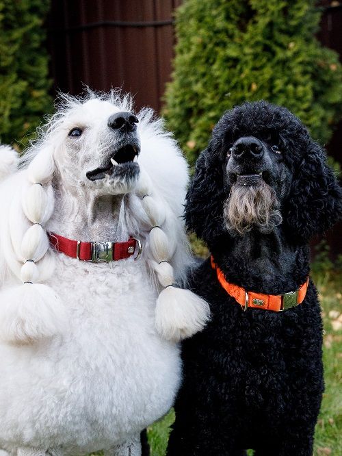 Produkt DAC0682761 Bild 3