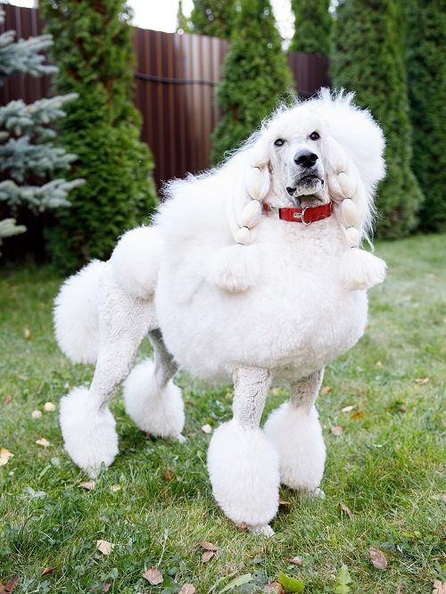 Produkt DAC0682761 Bild 6