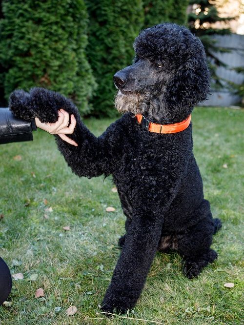 Product DAC0682778 photo 12