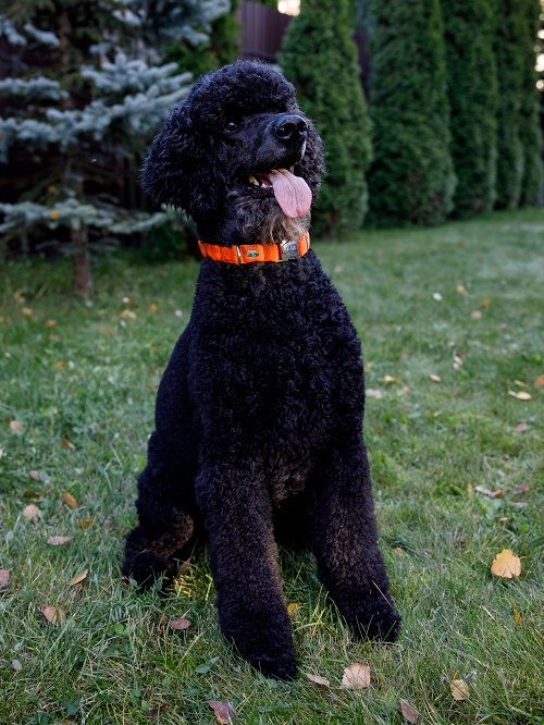 Product DAC0682778 photo 14