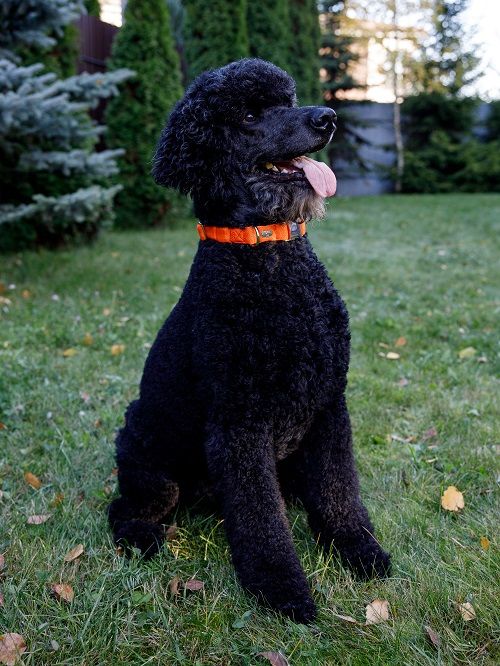 Product DAC0682778 photo 15