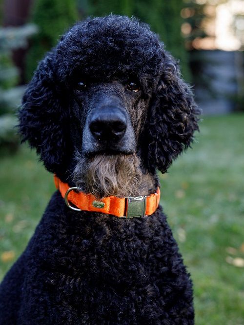 Product DAC0682778 photo 17