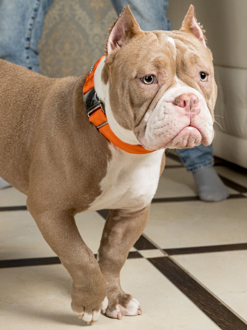 Product DAC0682778 photo 7