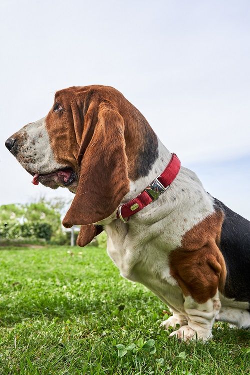 Product DAC0682808 photo 10