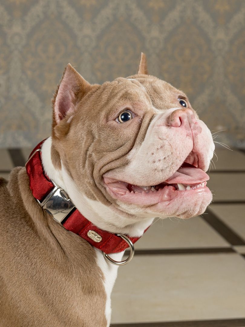 Product DAC0682808 photo 17