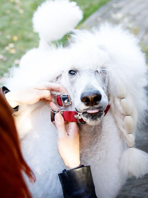 Product DAC0682808 photo 5