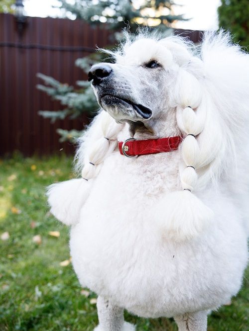 Product DAC0682808 photo 8