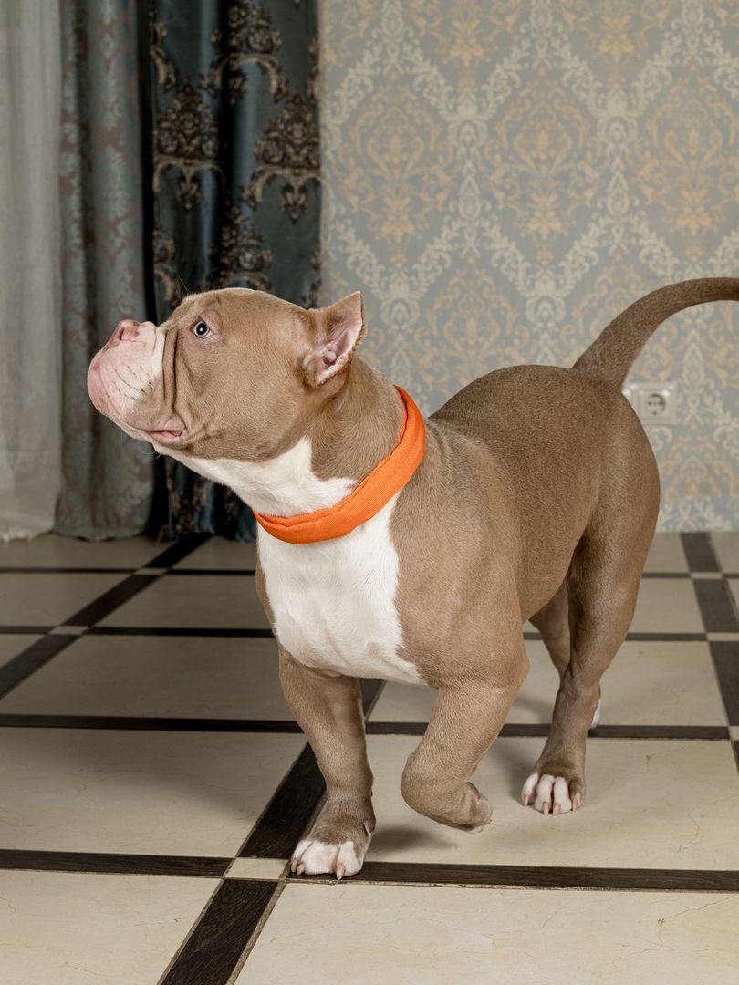 Product DAC0682815 photo 14