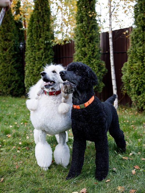 Product DAC0682815 photo 3