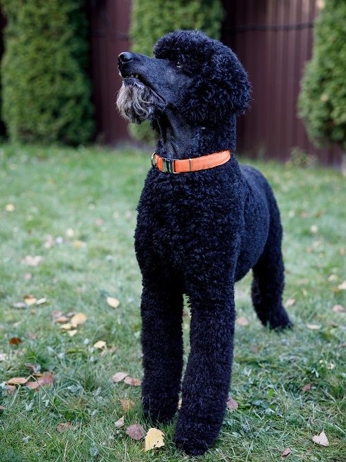 Product DAC0682815 photo 5