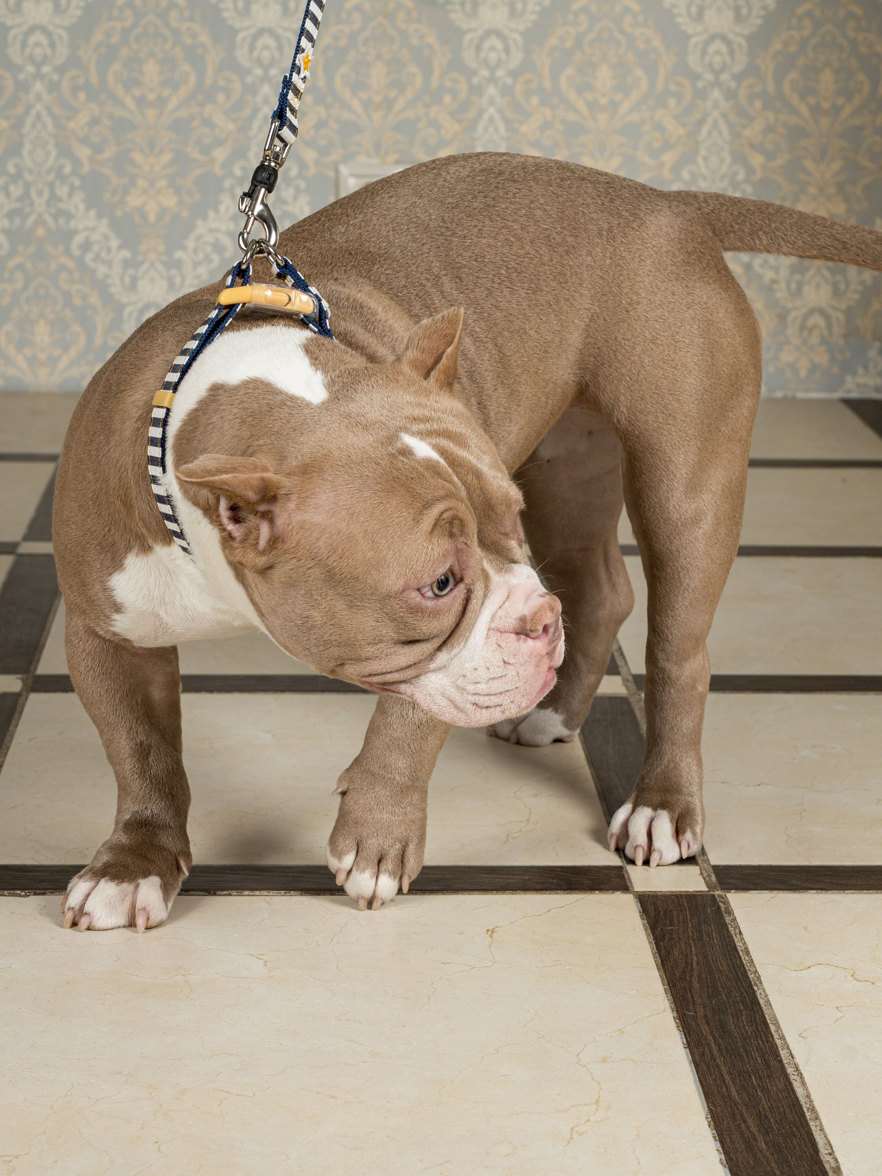 Produkt DAC0684260 Bild 7