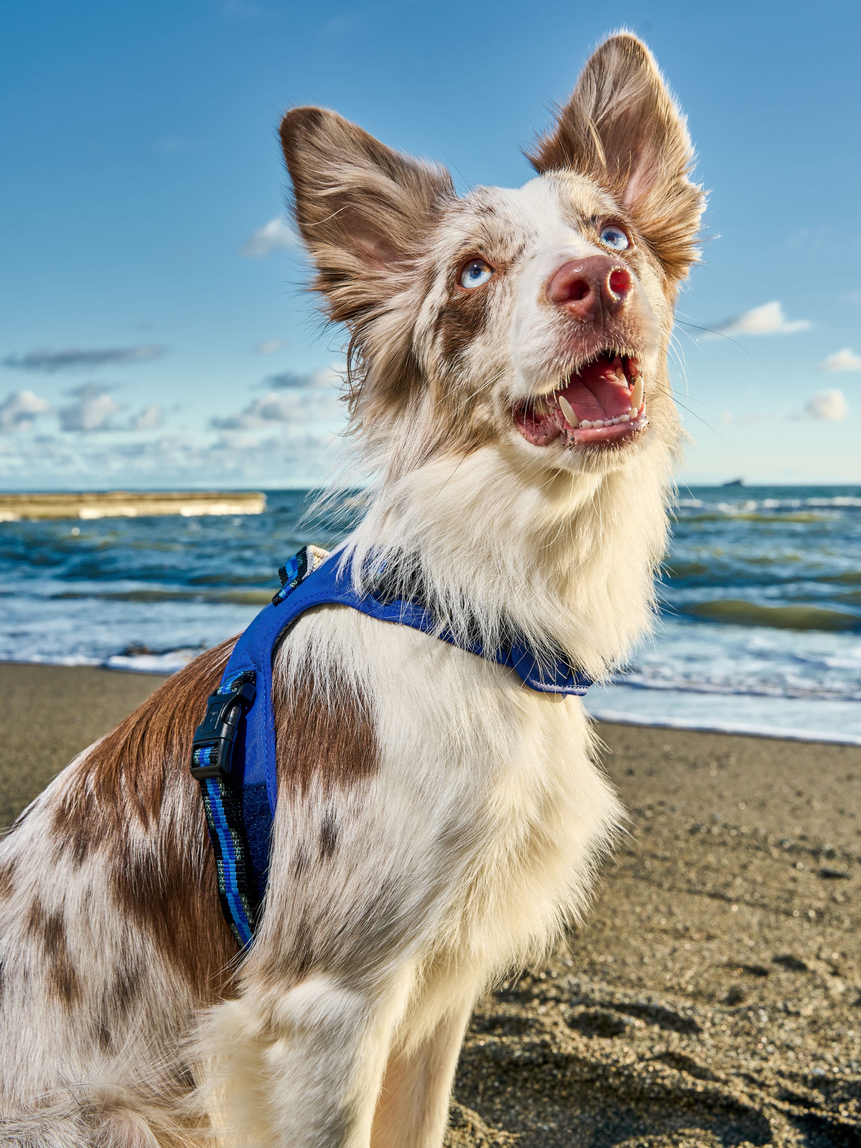 Product DAH0640570 photo 9