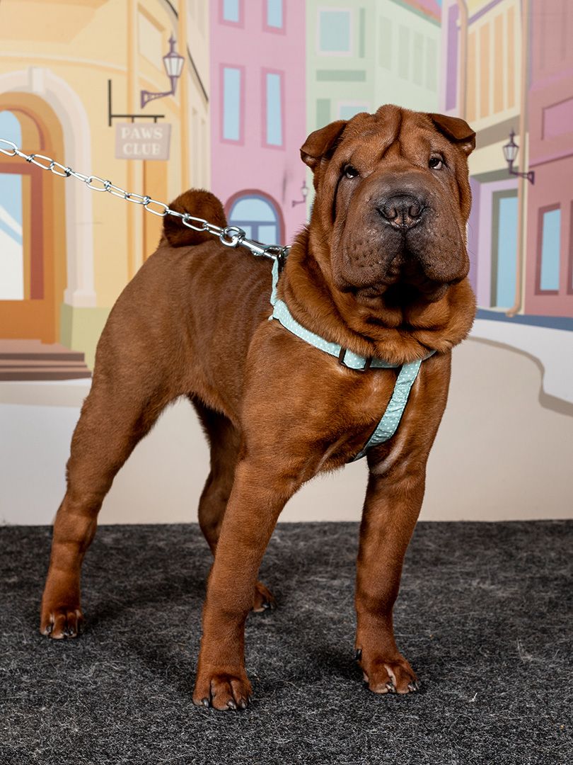 Produkt DAH0668192 Bild 2