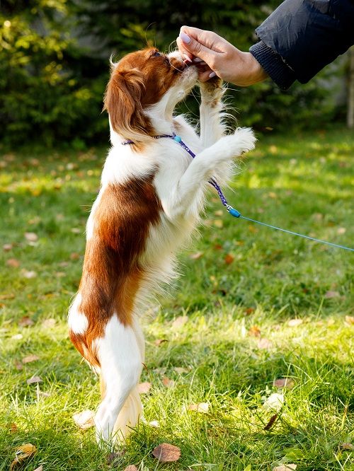 Produkt DAL0925166 Bild 2