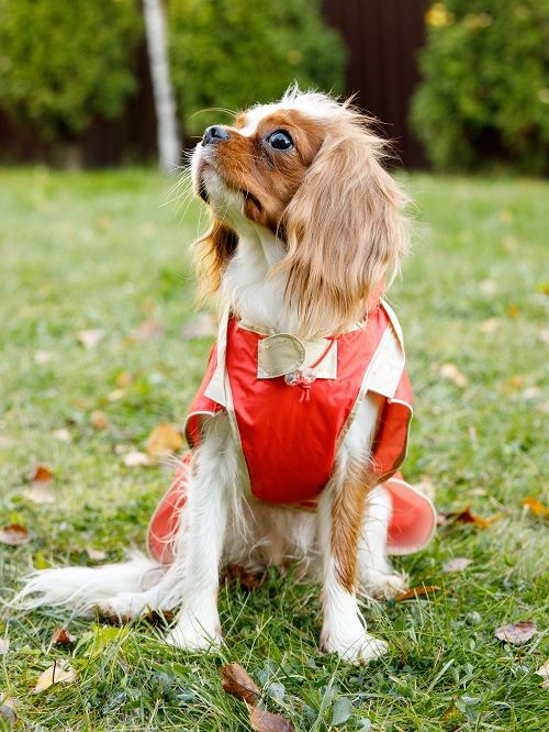 Produkt DCR0641790 Bild 5