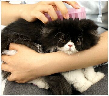 Produkt DGFS611361 Bild 3