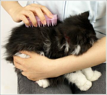 Produkt DGFS611361 Bild 4