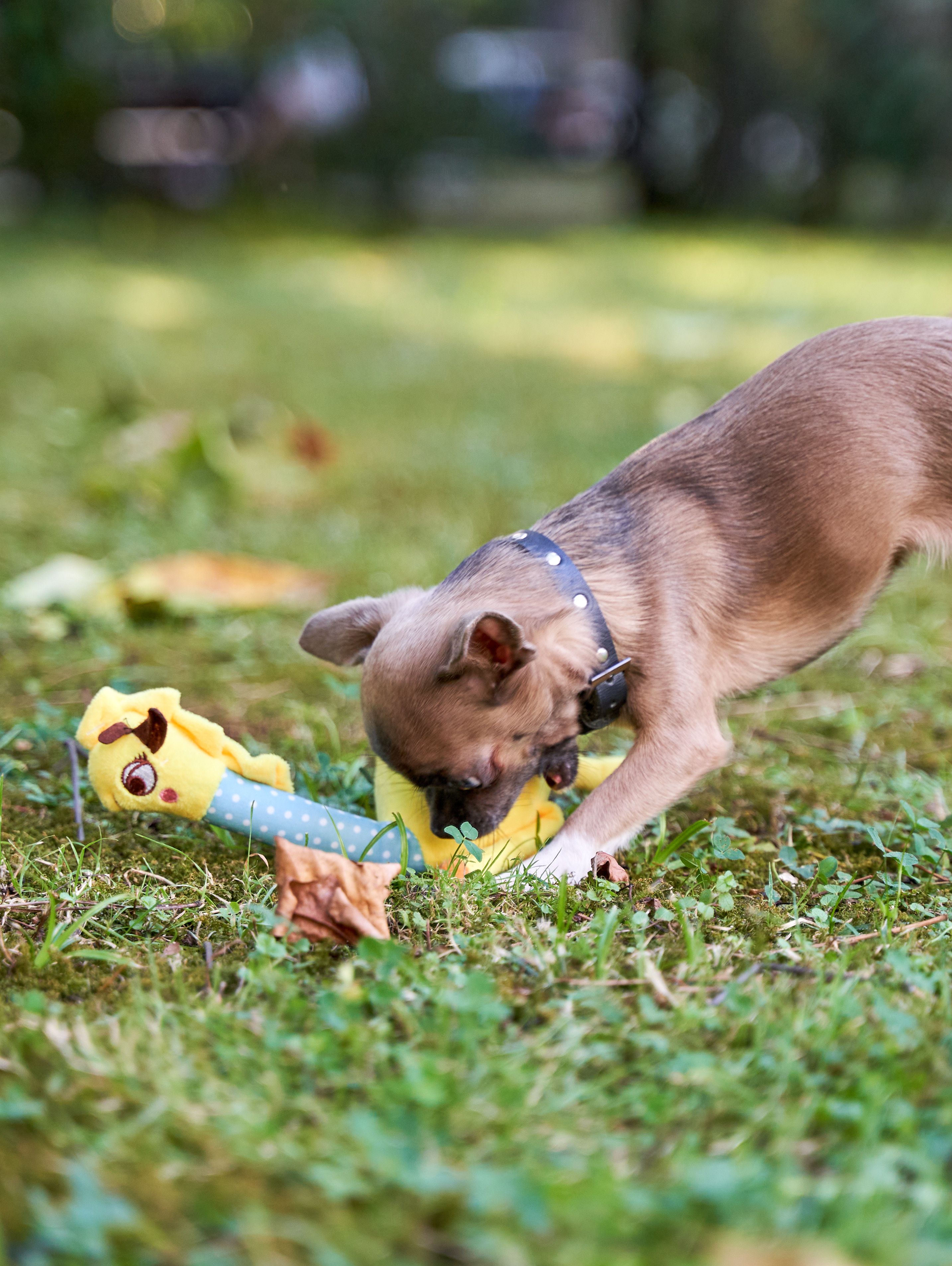 Produkt DTAS662080 Bild 2