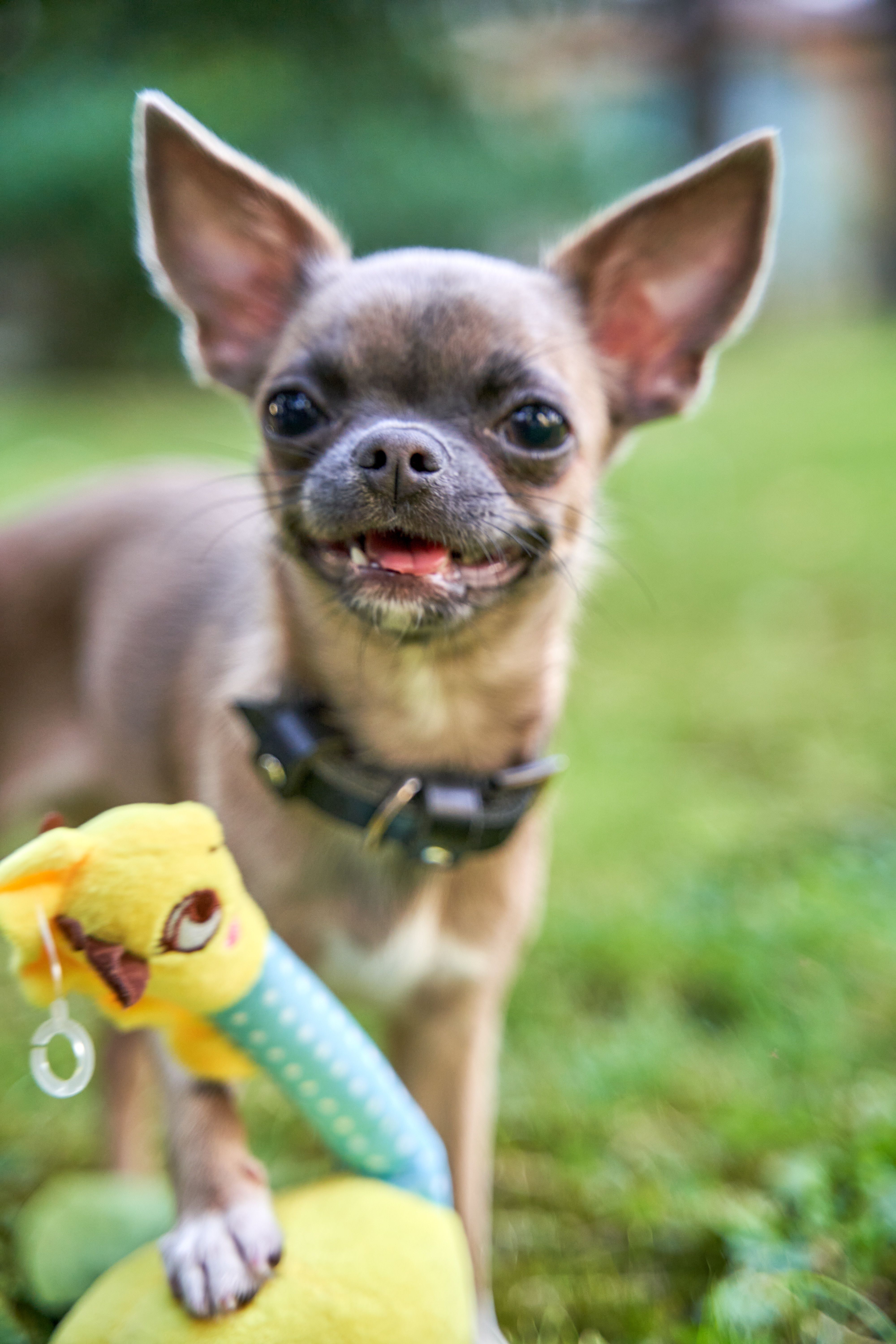 Produkt DTAS662080 Bild 3