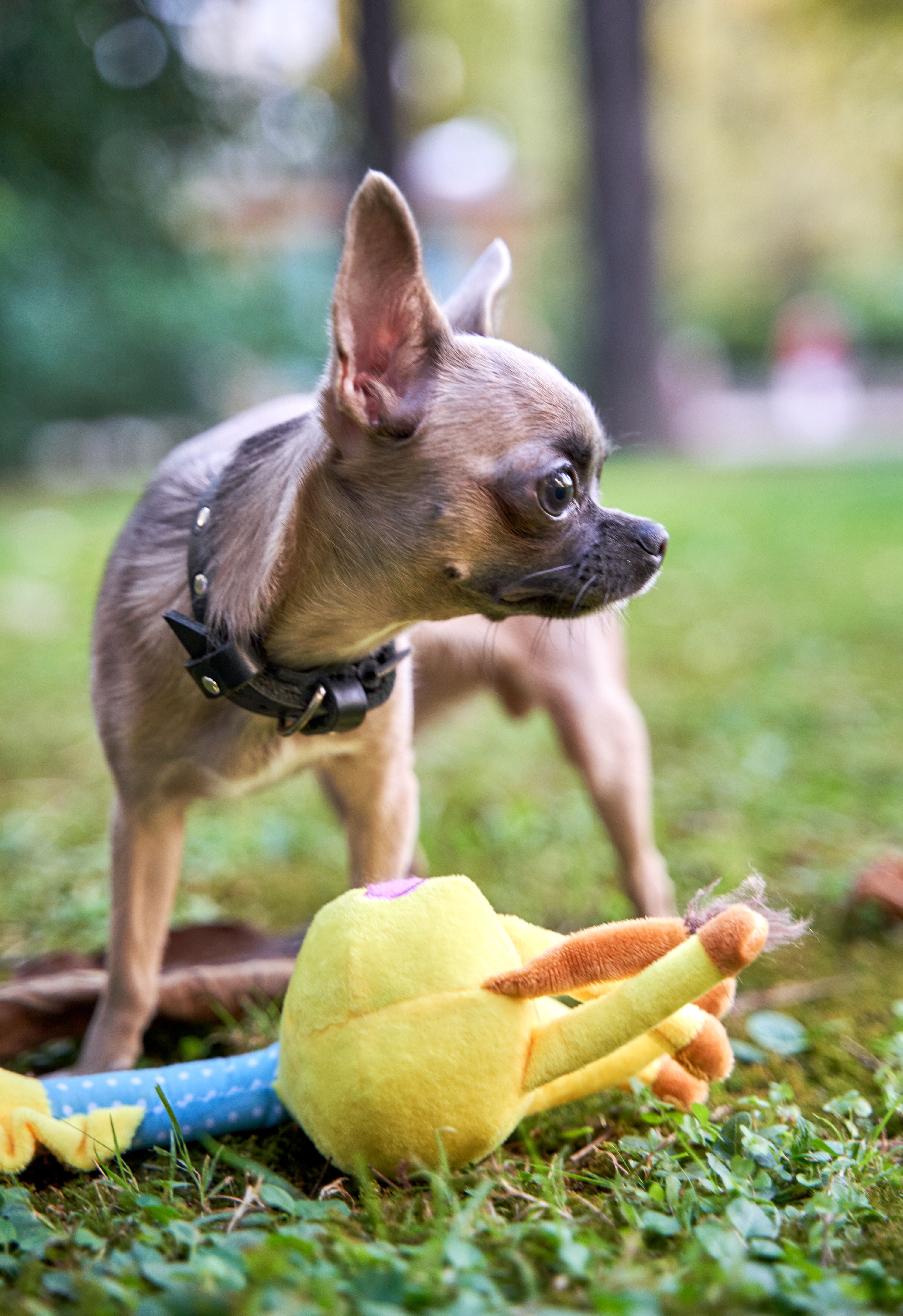 Produkt DTAS662080 Bild 4