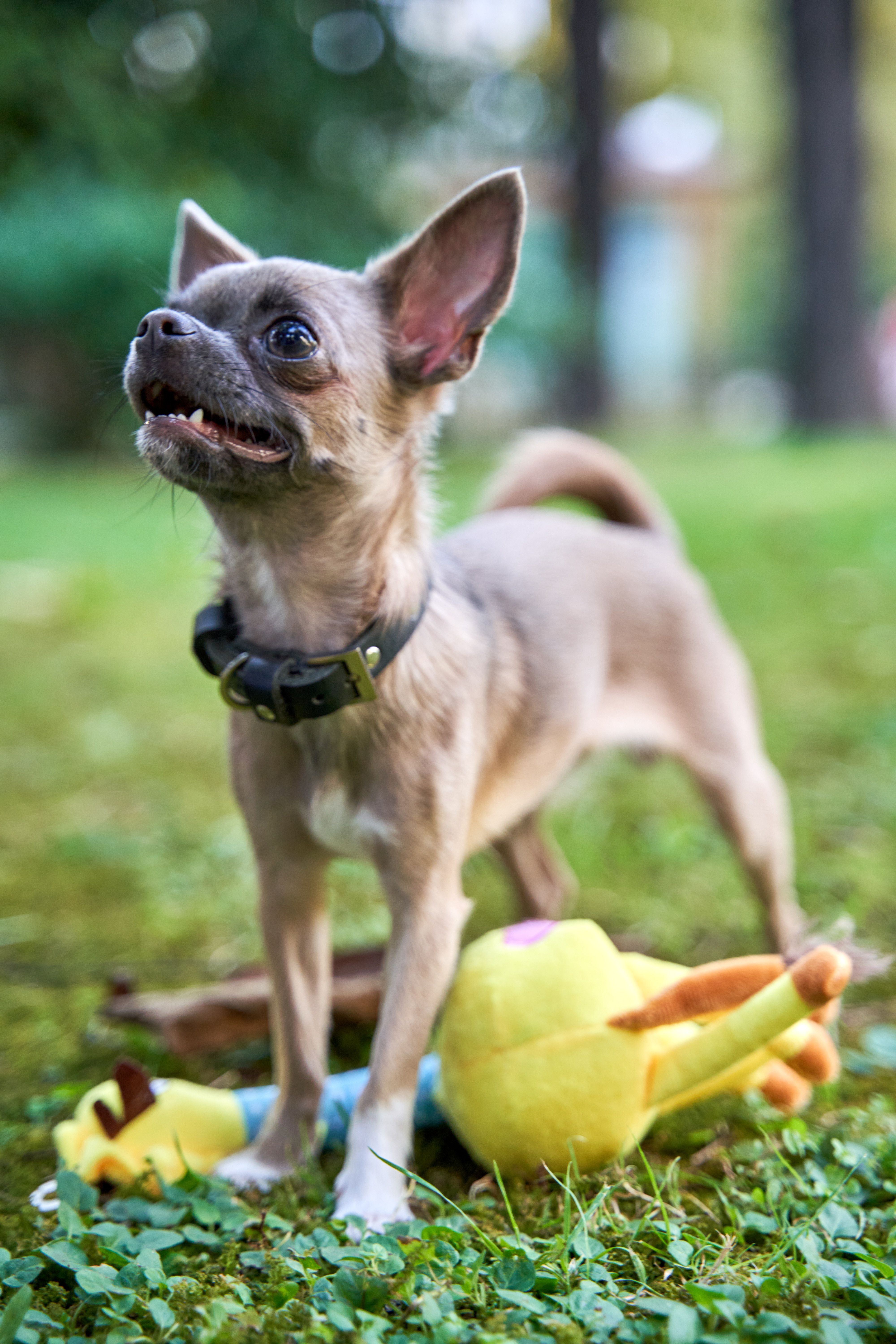 Produkt DTAS662080 Bild 5