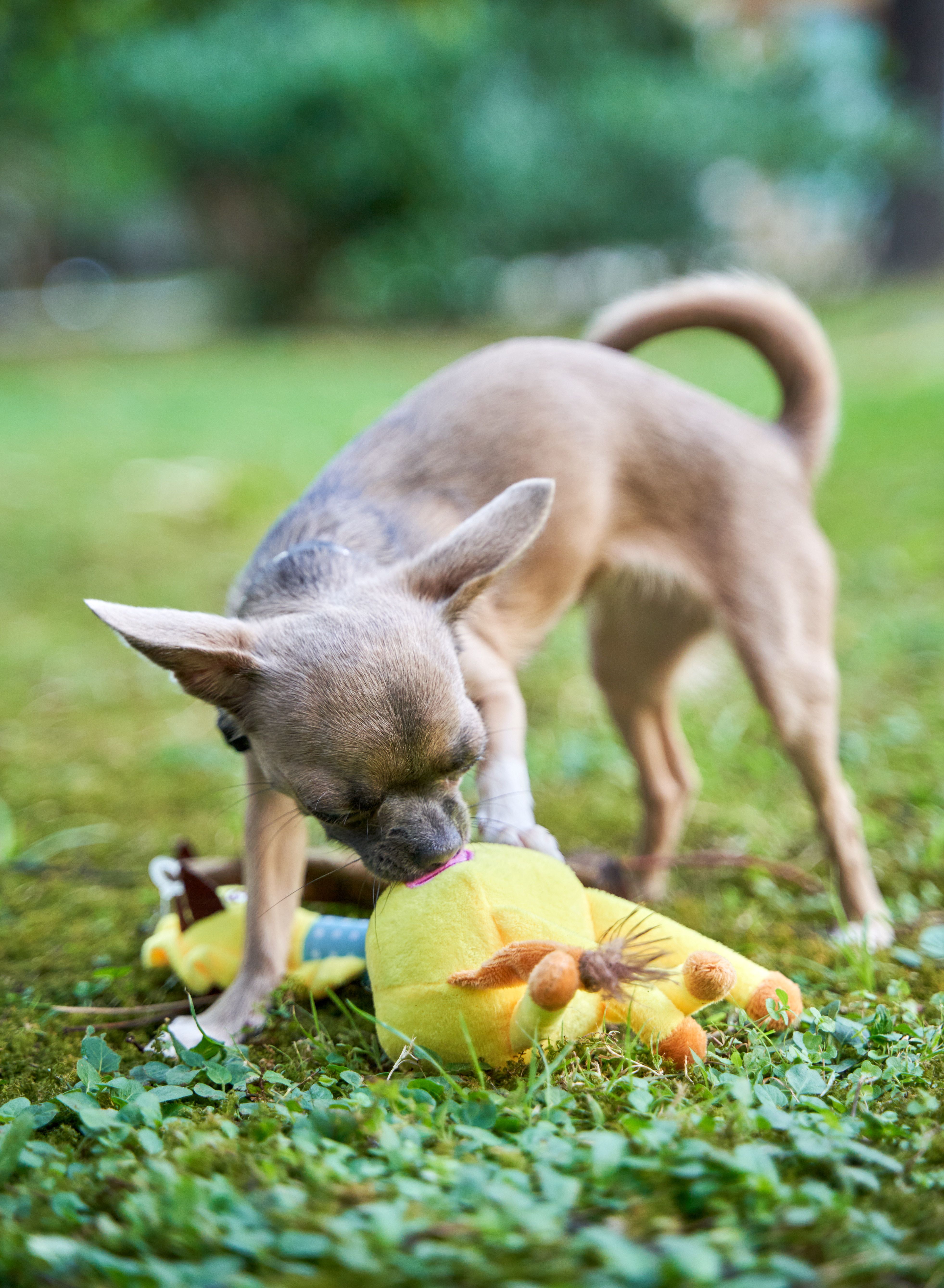 Produkt DTAS662080 Bild 6