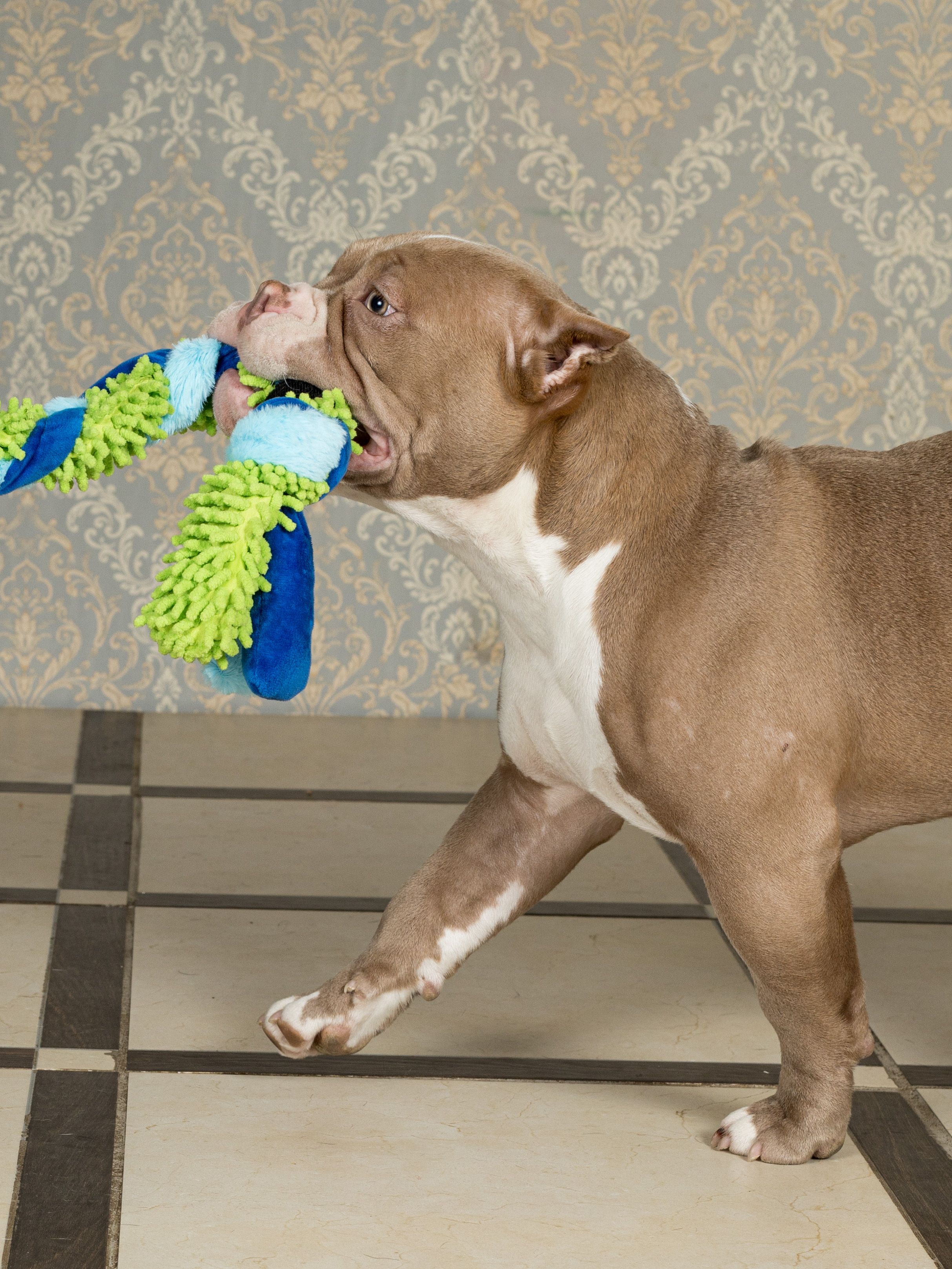 Produkt DTAS683041 Bild 13