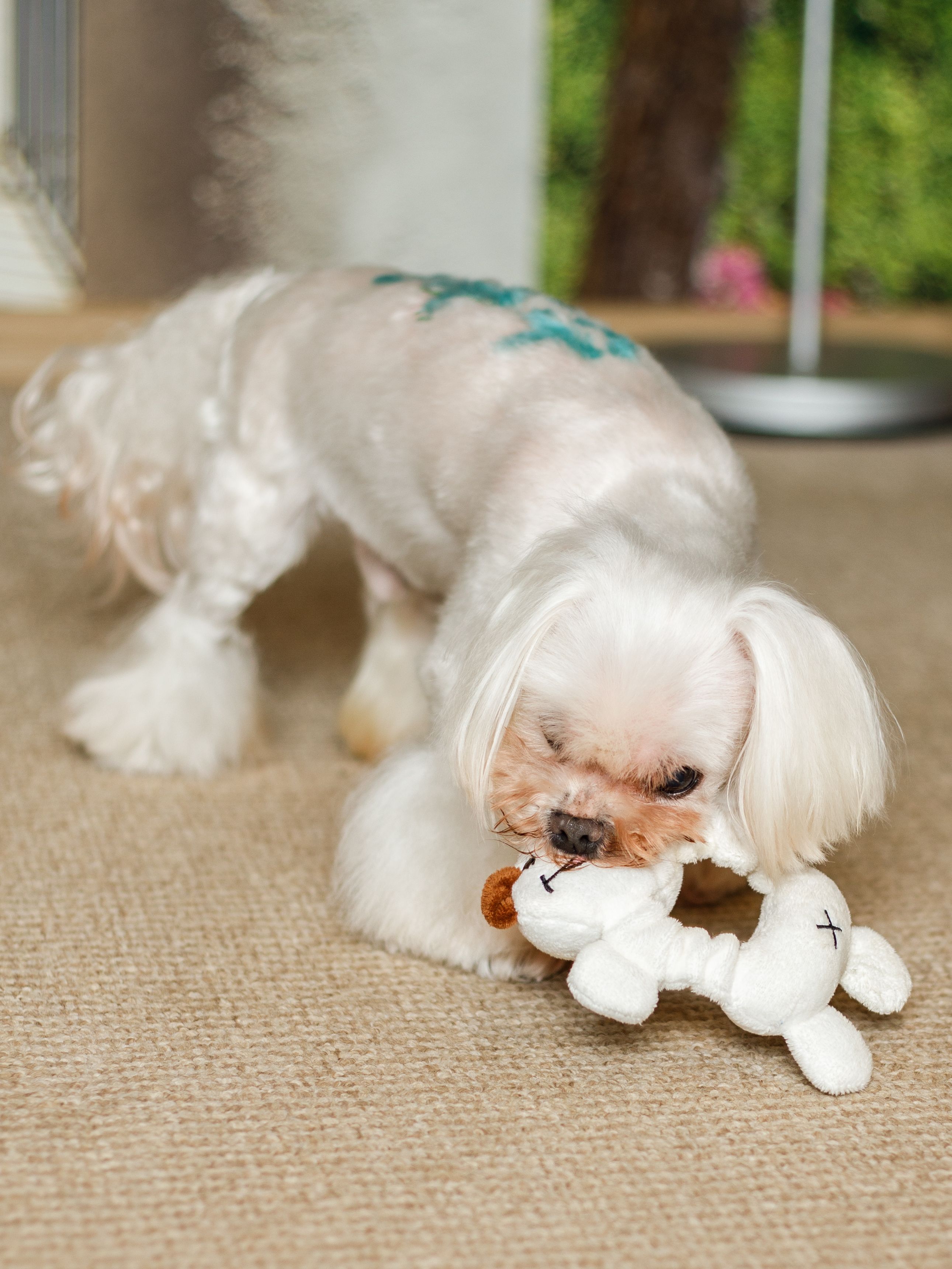 Produkt DTAS854961 Bild 2