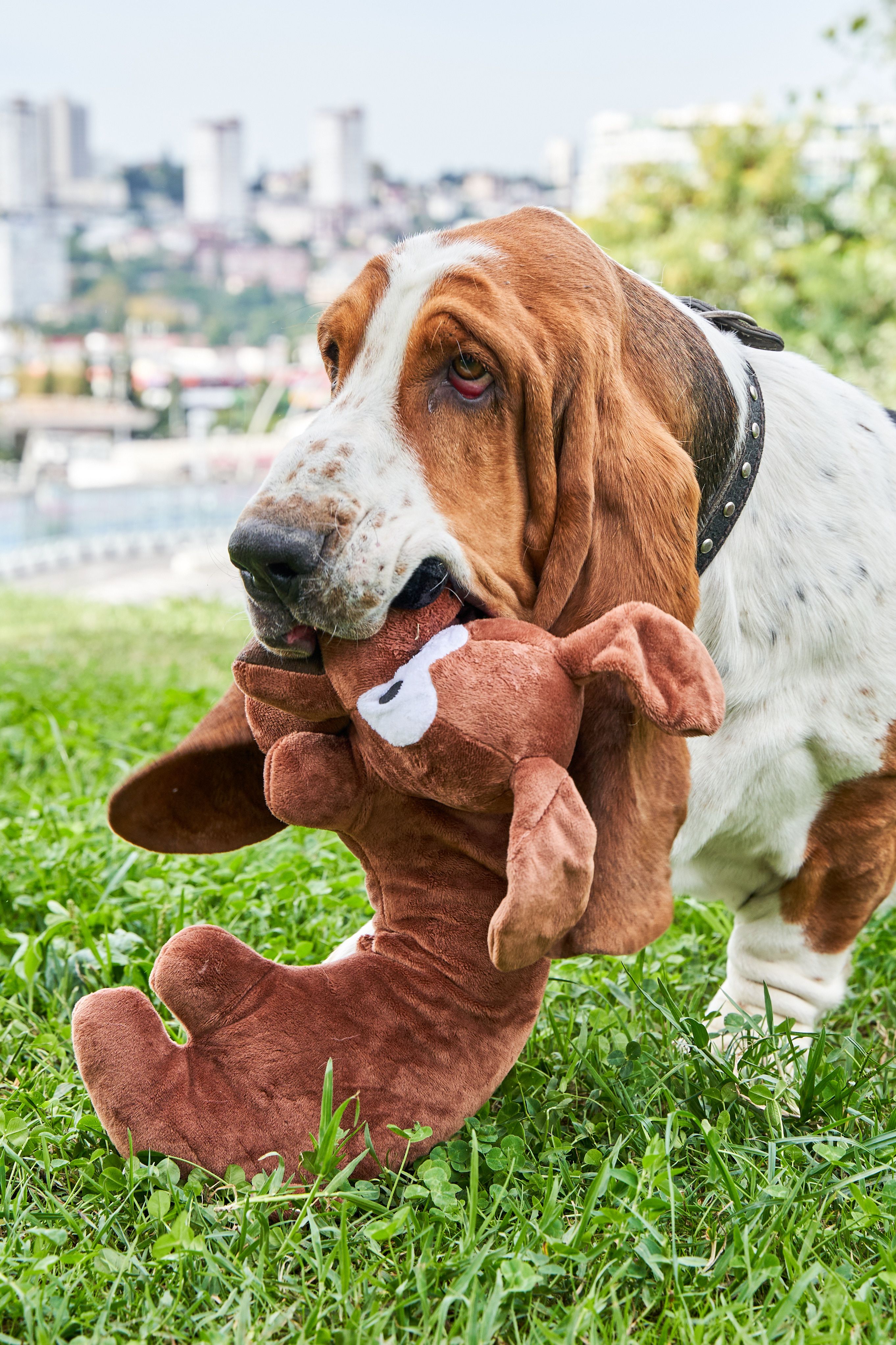 Product DTAS878691 photo 4