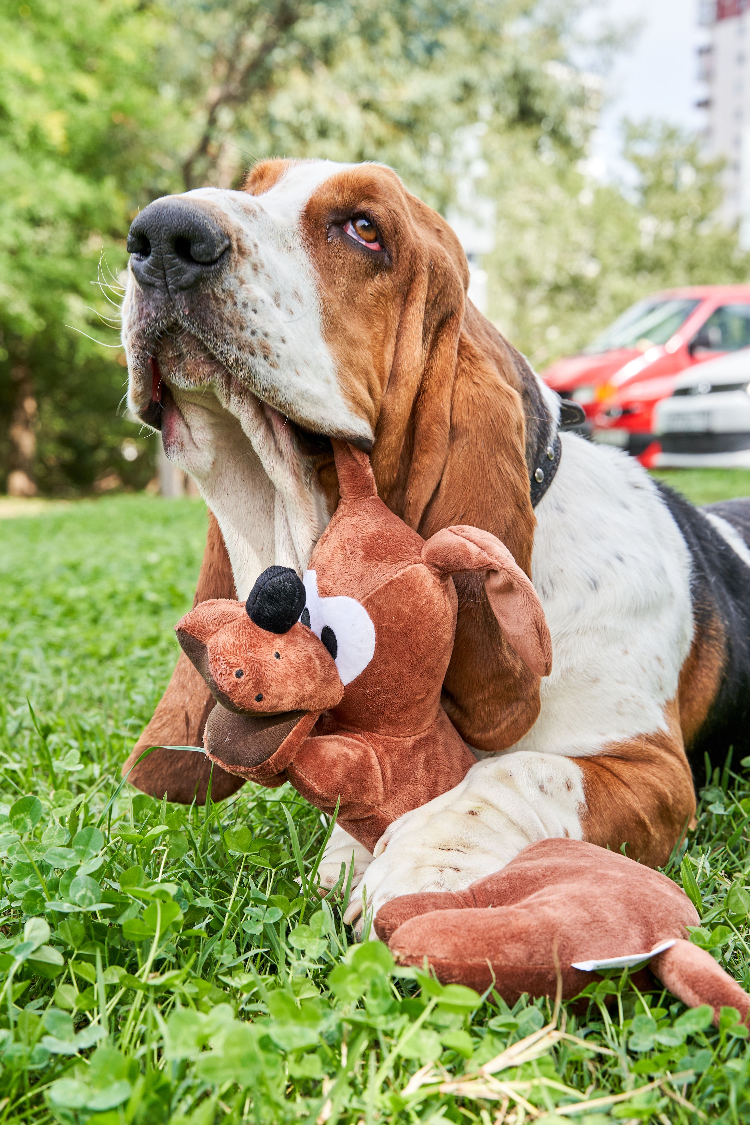 Product DTAS878691 photo 6