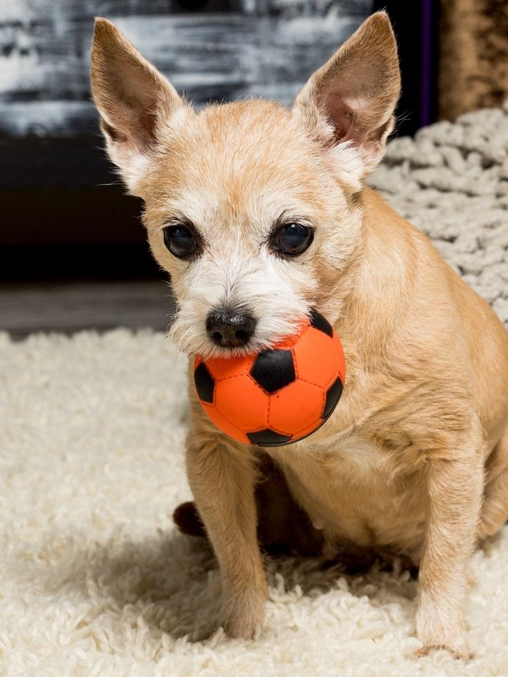 Product DTB0655062 photo 2