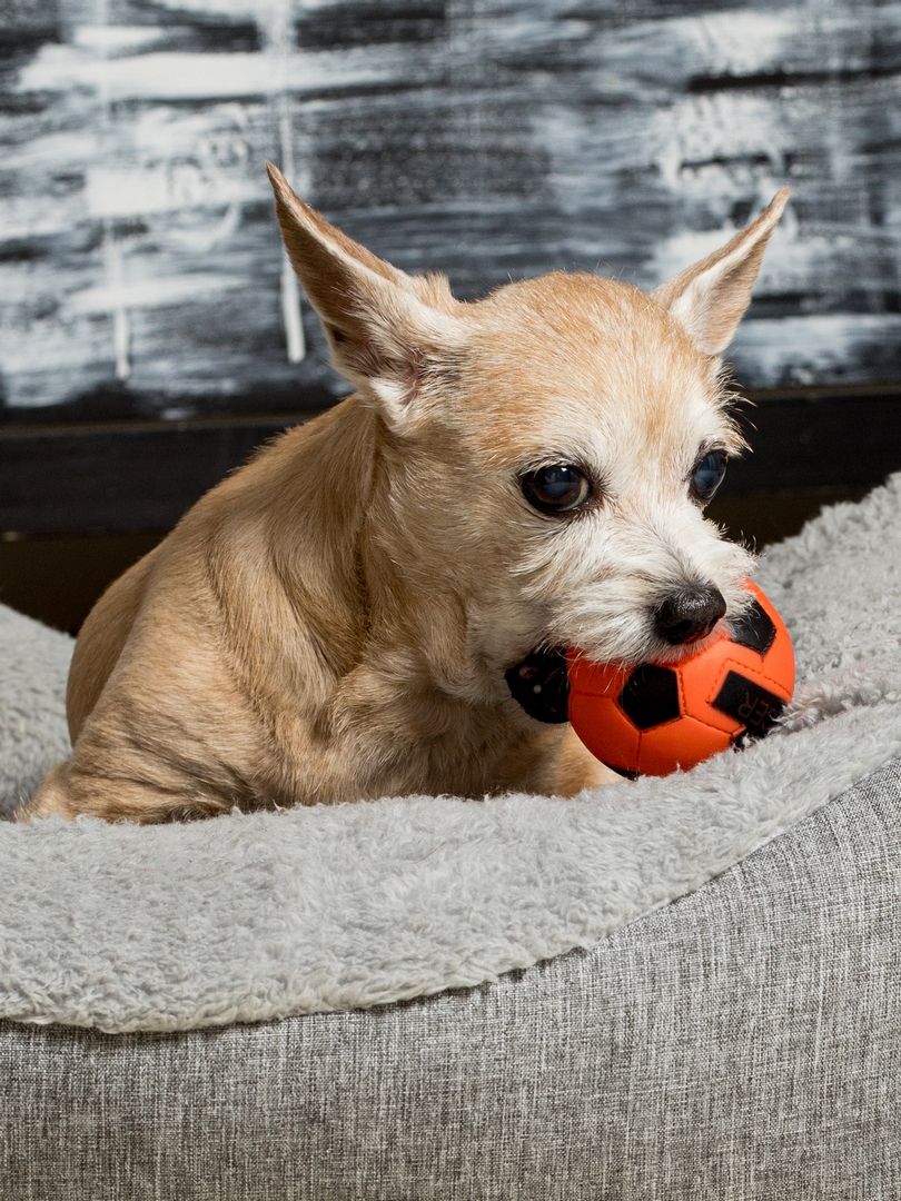 Product DTB0655062 photo 4