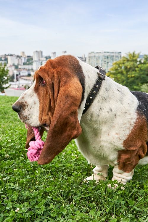 Produkt DTCT631097 Bild 20