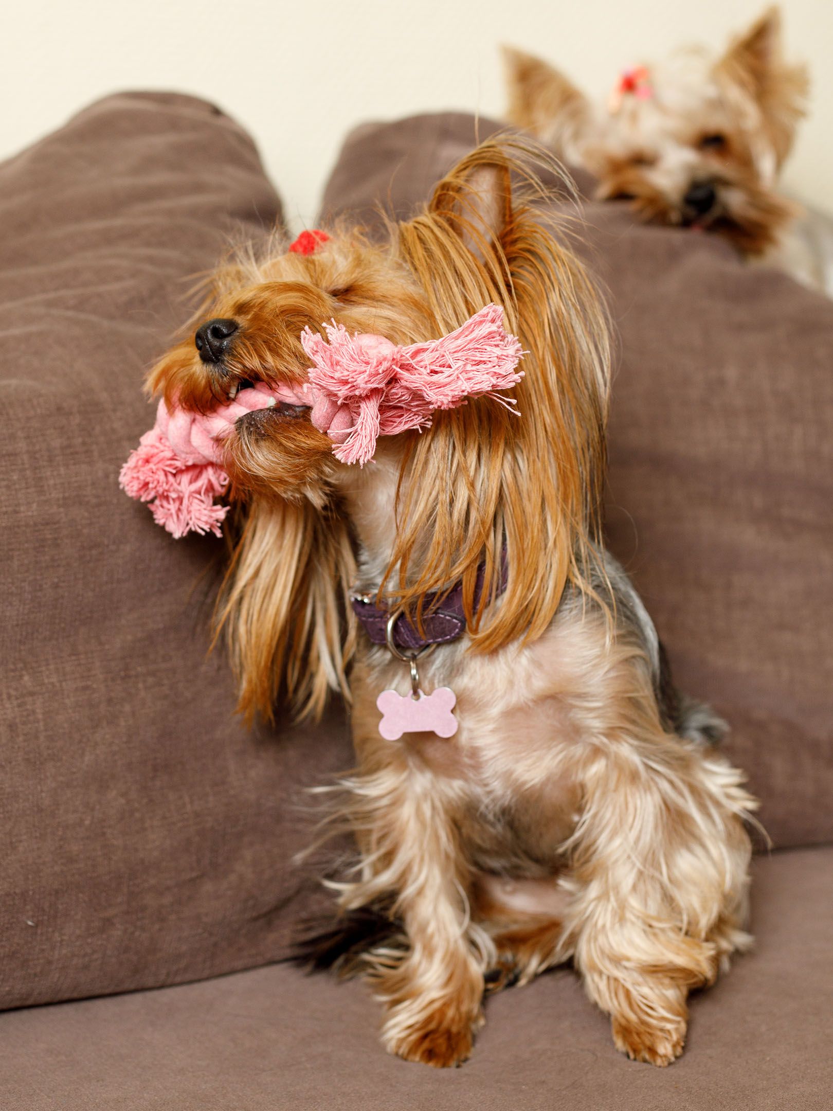 Produkt DTCT631097 Bild 5