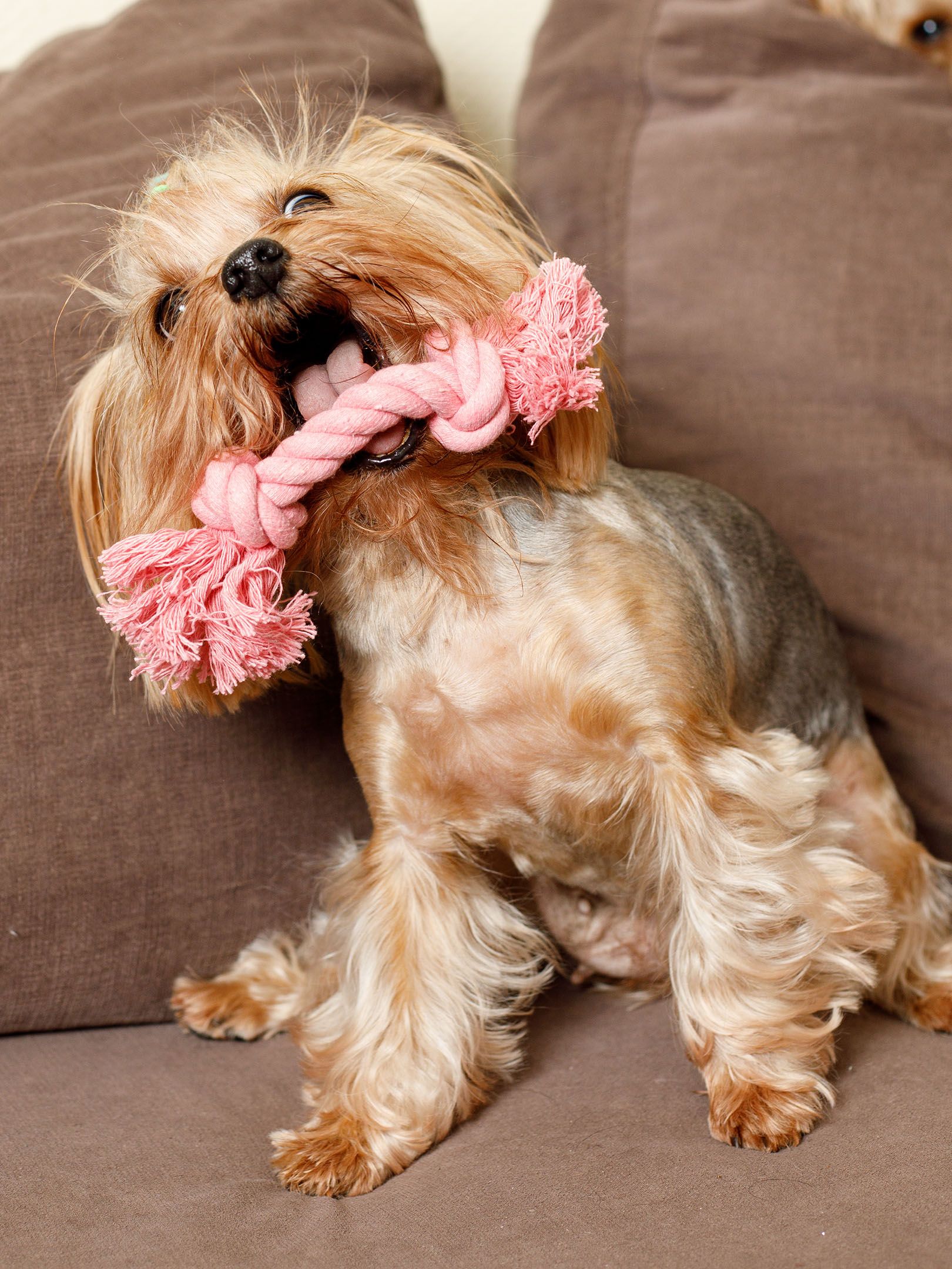 Produkt DTCT631127 Bild 4