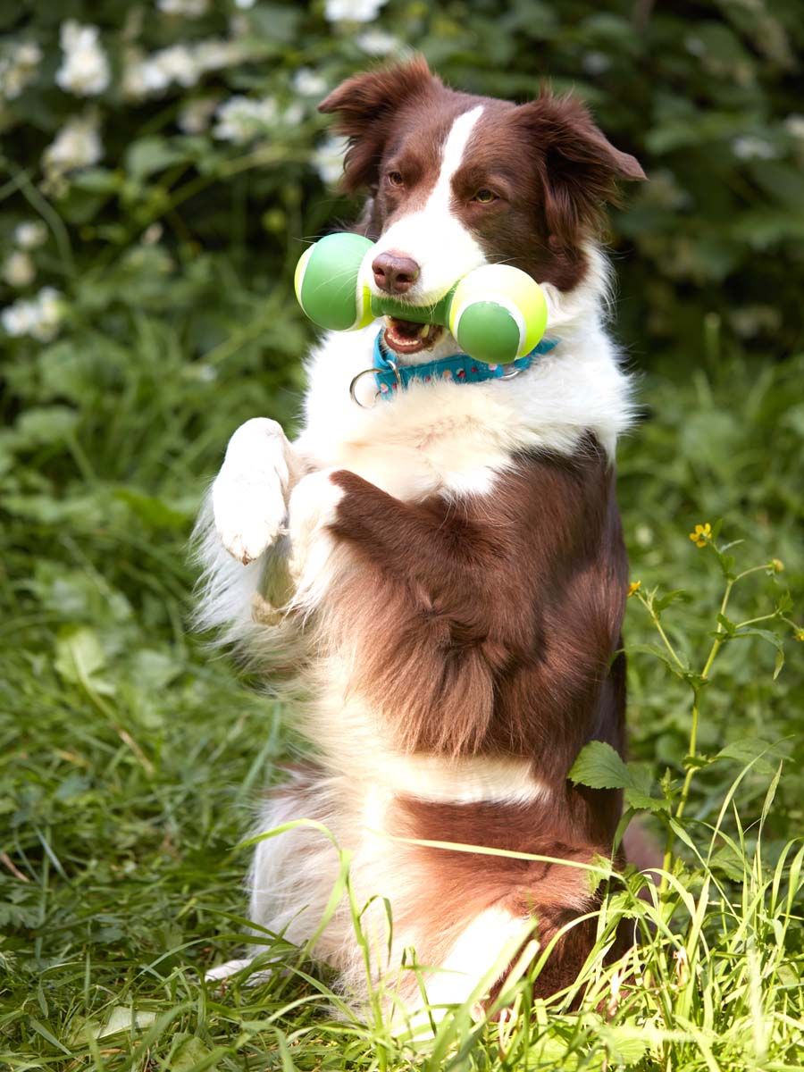 Produkt DTCT645452 Bild 6