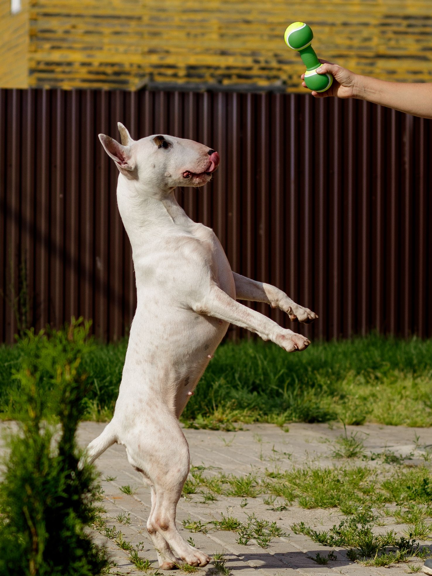 Produkt DTCT645452 Bild 9