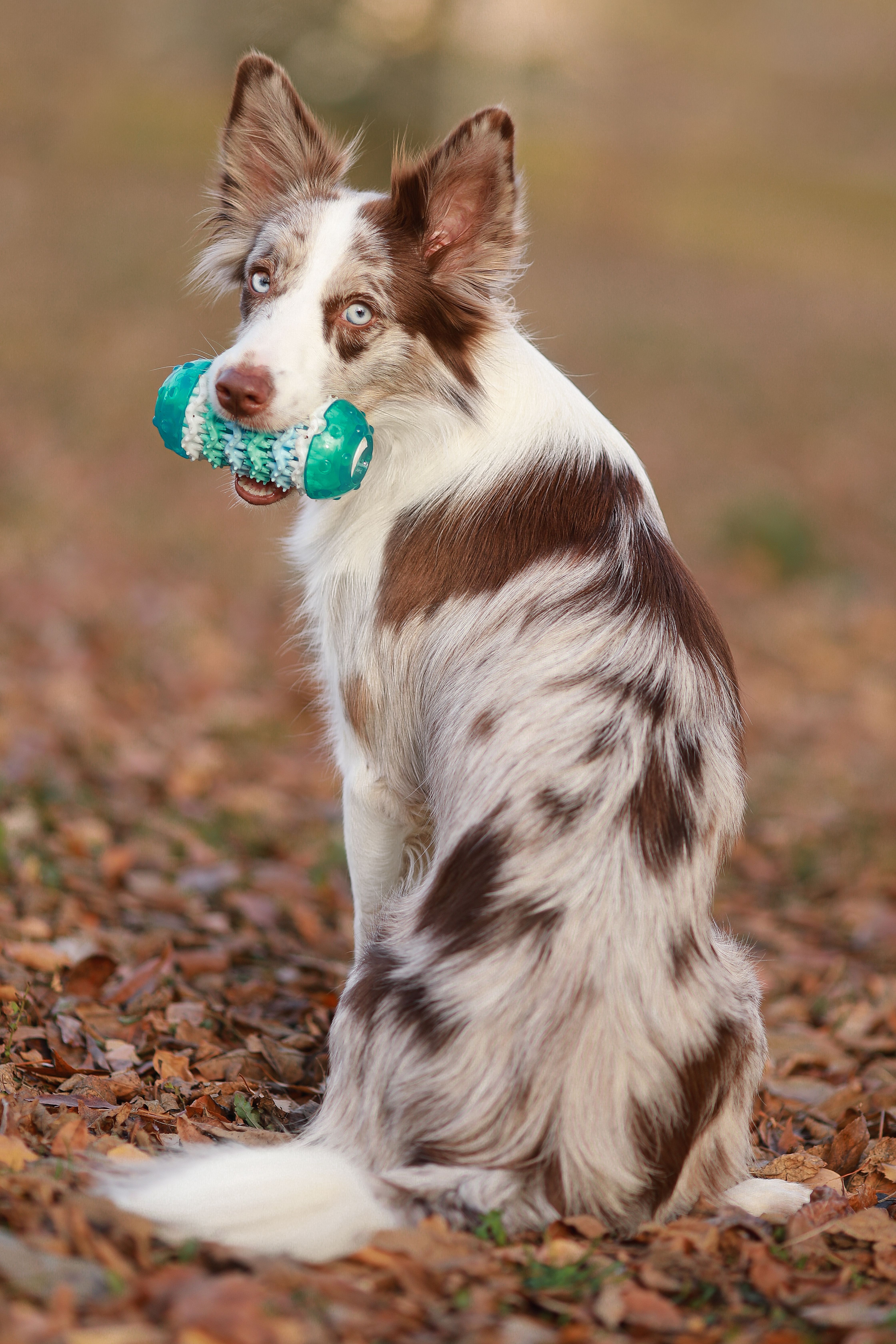 Produkt DTCT678818 Bild 5