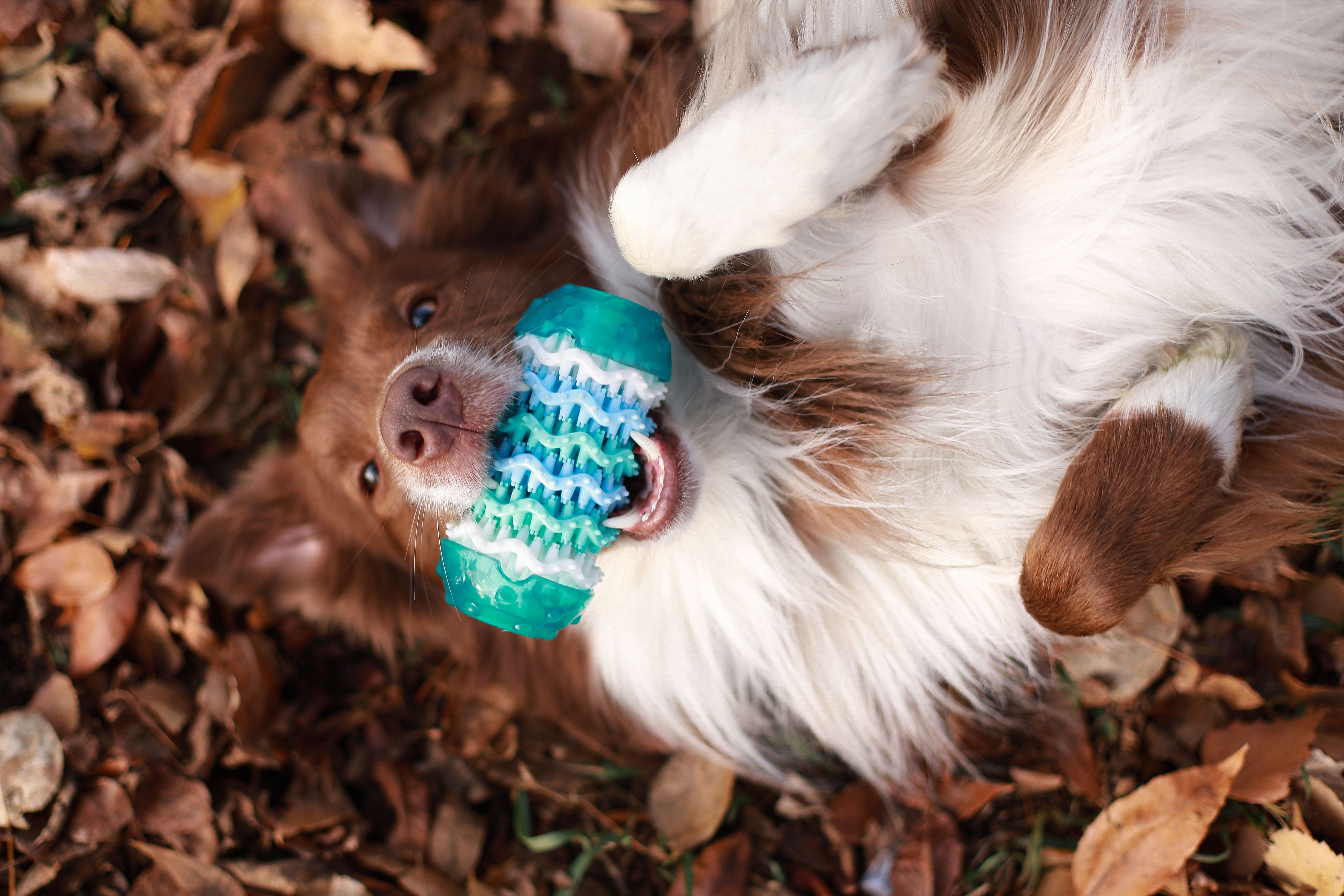 Produkt DTCT678818 Bild 6